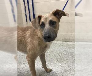 German Shepherd Dog Dogs for adoption in Conroe, TX, USA