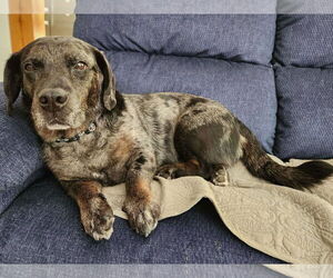 Dachshund-Unknown Mix Dogs for adoption in Holly Springs, NC, USA