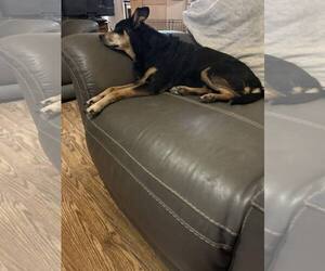 Miniature Pinscher-Unknown Mix Dogs for adoption in Charlottesville, VA, USA