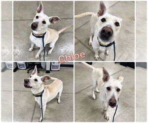 American Staffordshire Terrier-Labrador Retriever Mix Dogs for adoption in Pierceton , IN, USA