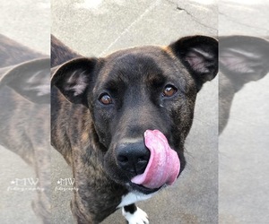Boxador Dogs for adoption in Sonora, CA, USA