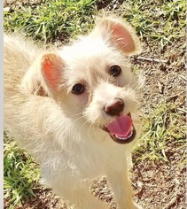 Bichon Frise Dogs for adoption in Goodyear, AZ, USA