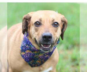 Mutt Dogs for adoption in San Antonio, TX, USA