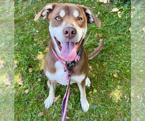 Siberian Husky-Unknown Mix Dogs for adoption in GILBERTS, IL, USA