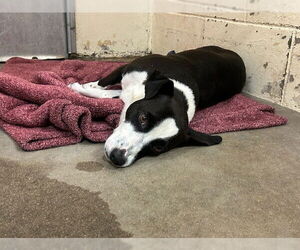 Mutt Dogs for adoption in Ocala, FL, USA