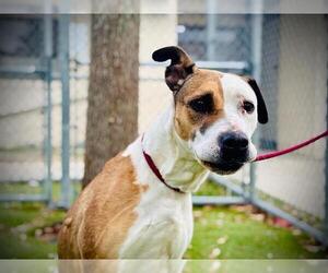 Labrador Retriever-Unknown Mix Dogs for adoption in Orlando, FL, USA