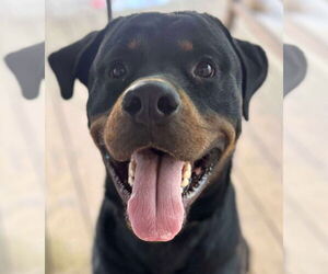 Rottweiler Dogs for adoption in Hillsboro, NH, USA