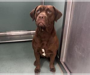 American Pit Bull Terrier-Unknown Mix Dogs for adoption in Moreno Valley, CA, USA