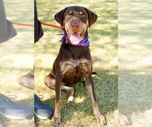 Coonhound-Labrador Retriever Mix Dogs for adoption in Arlington, TX, USA