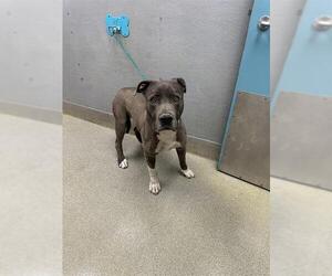 Mutt Dogs for adoption in Las Vegas, NV, USA