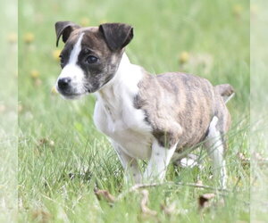 Australian Shepherd-Chihuahua Mix Dogs for adoption in Mechanicsburg, PA, USA