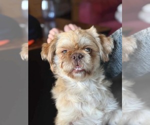 Shih Tzu-Unknown Mix Dogs for adoption in Westwood, NJ, USA