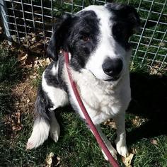 Border Collie-Catahoula Leopard Dog Mix Dogs for adoption in boulder, CO, USA