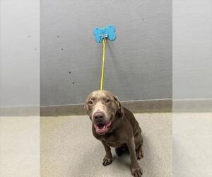 Labrador Retriever-Unknown Mix Dogs for adoption in Las Vegas, NV, USA