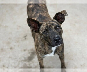 Mutt Dogs for adoption in Tulsa, OK, USA