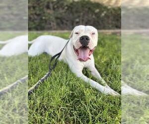 Dogo Argentino Dogs for adoption in Chula Vista, CA, USA