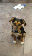 Medium Photo #1 Shepradors Puppy For Sale in Longs, SC, USA
