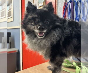 Pomeranian Dogs for adoption in Shreveport, LA, USA