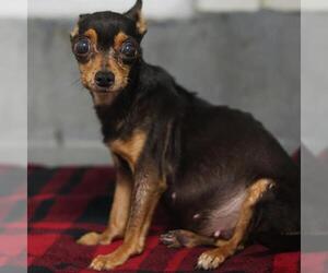 Chihuahua-Unknown Mix Dogs for adoption in San Antonio, TX, USA