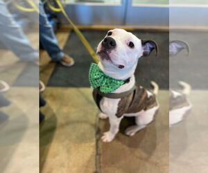 American Pit Bull Terrier-Unknown Mix Dogs for adoption in Derwood, MD, USA