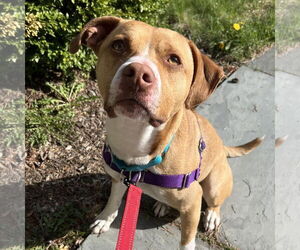 Beagle-Rhodesian Ridgeback Mix Dogs for adoption in Bristol, CT, USA