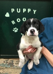 Border Collie Dogs for adoption in Calverton, NY, USA