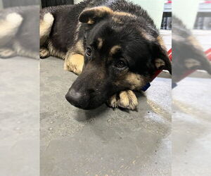 German Shepherd Dog Dogs for adoption in Stockton, CA, USA