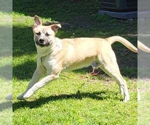 Labrador Retriever-Unknown Mix Dogs for adoption in San Antonio, TX, USA