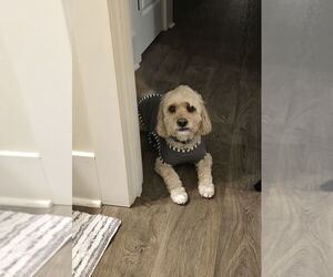 Cock-A-Chon Dogs for adoption in Mooresville, NC, USA