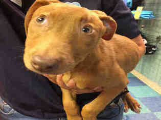 Bull Terrier Dogs for adoption in Lawrence, KS, USA