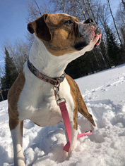 American Bulldog Dogs for adoption in Park Falls, WI, USA