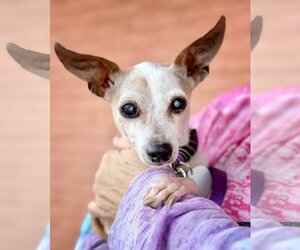Chihuahua-Toy Fox Terrier Mix Dogs for adoption in Pittsburg, CA, USA