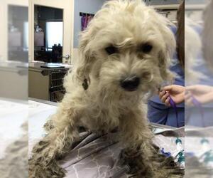 Mutt Dogs for adoption in Riverside, CA, USA