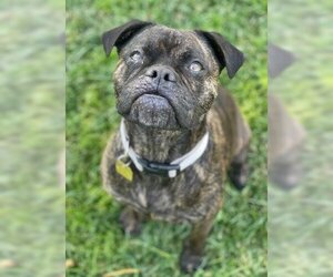 American Pit Bull Terrier-Pug Mix Dogs for adoption in Ventura, CA, USA