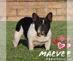French Bulldog Dogs for adoption in Van Nuys, CA, USA