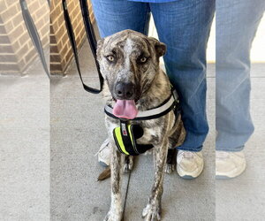 Gerberian Shepsky Dogs for adoption in White Bluff, TN, USA