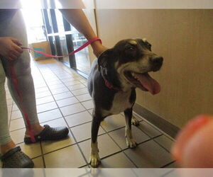 American Pit Bull Terrier Dogs for adoption in Ocala, FL, USA