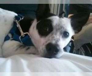 Boston Huahua Dogs for adoption in Dallas, TX, USA