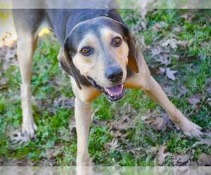 Treeing Walker Coonhound-Unknown Mix Dogs for adoption in Tallahassee, FL, USA