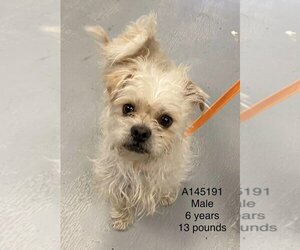 Shih Tzu-Unknown Mix Dogs for adoption in Calgary, Alberta, Canada