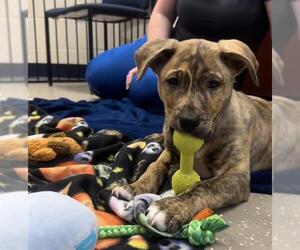 Shepradors Dogs for adoption in Fort Wayne, IN, USA