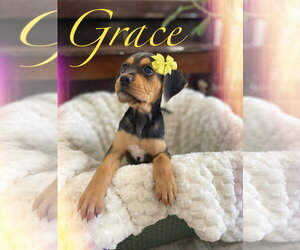 Beagle-Unknown Mix Dogs for adoption in Hillsboro, MO, USA