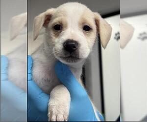 Chihuahua Dogs for adoption in Bakersfield, CA, USA