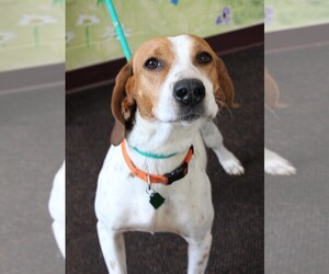 Treeing Walker Coonhound Dogs for adoption in Waynesboro, PA, USA