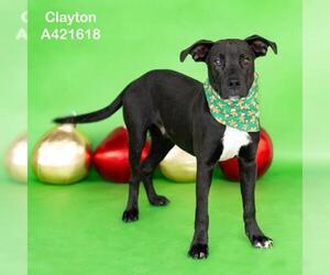 Boxer-Unknown Mix Dogs for adoption in Conroe, TX, USA