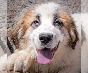 Great Pyrenees-Unknown Mix Dogs for adoption in Albuquerque, NM, USA