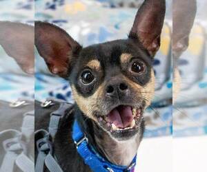 Chihuahua-Unknown Mix Dogs for adoption in Kennesaw, GA, USA