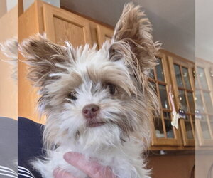 Mutt Dogs for adoption in Newfield, NJ, USA