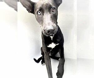 Australian Kelpie-Unknown Mix Dogs for adoption in Houston, TX, USA