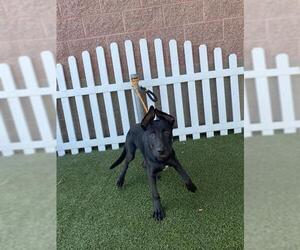 German Shepherd Dog-Unknown Mix Dogs for adoption in Modesto, CA, USA